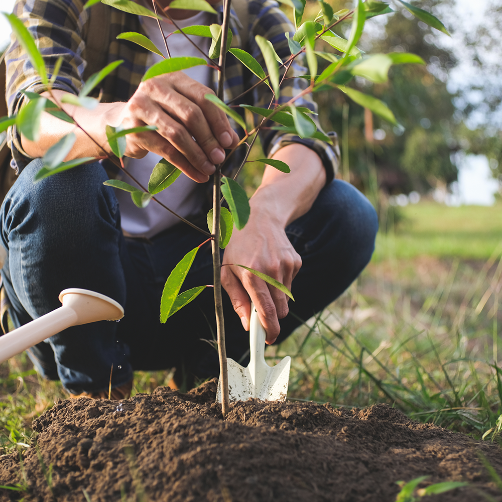 Person planting a young tree in soil, symbolising Evergy’s sustainability initiative to plant a tree for every order placed.